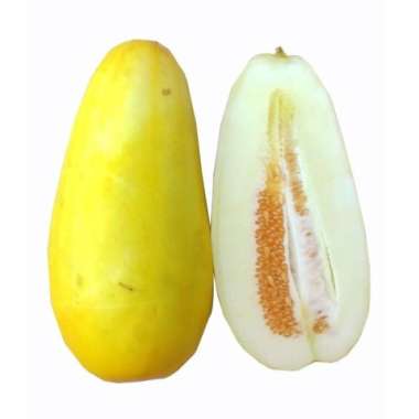 Produk Bibit Unggul Buah Timun Suri dengan Kualitas Terbaik