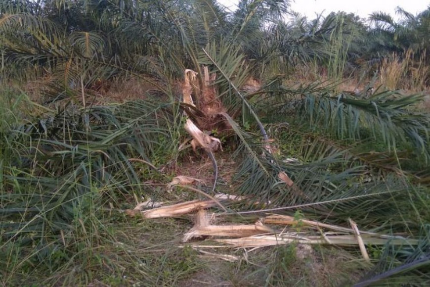 Gajah di Kampar Bergerombol Keluar dari Habitat karena Banjir