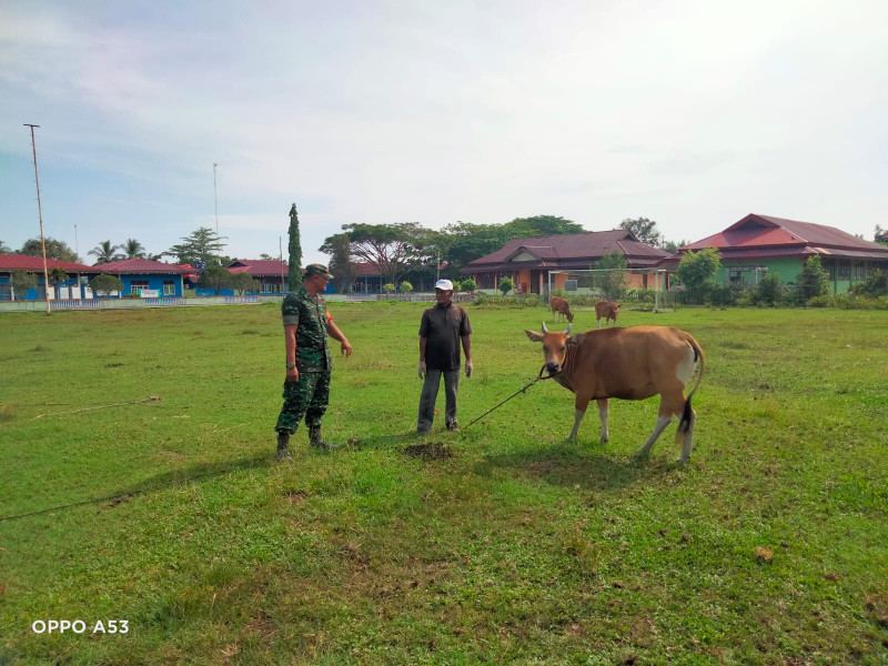 Cegah Wabah PMK, Serda Ansari Laksanakan Giat Pencegahan