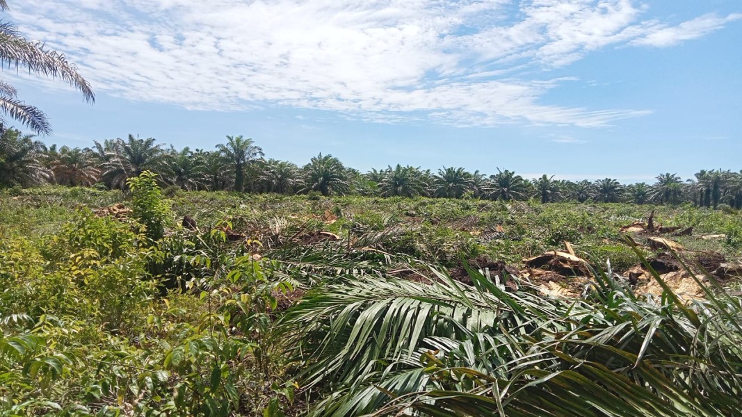 Replanting Kebun Sawit 400 Ha di Bengkalis, Pusat Gelontorkan Dana Rp24 Miliar