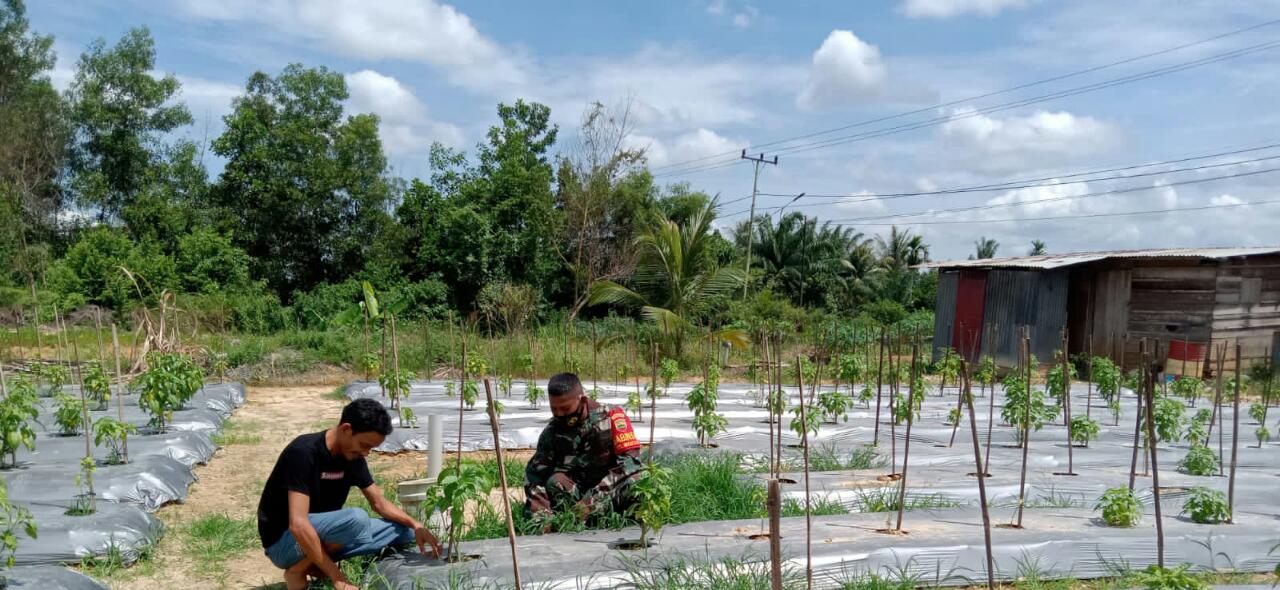 Serka Suandi Dampingi Petani Cabe Rawit dan Kacang Tanah