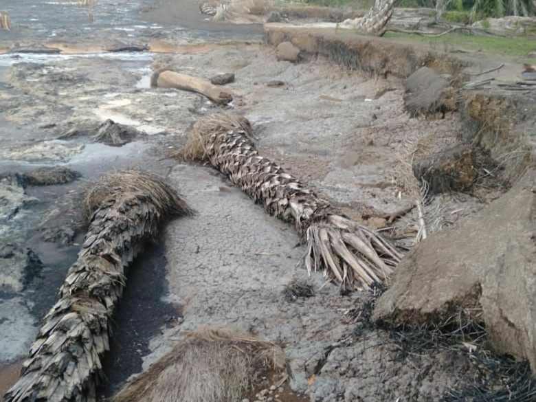 Abrasi Kawasan Pesisir Riau Mengkhawatirkan, Abdul Kasim Minta Pemerintah Bangun Tanggul