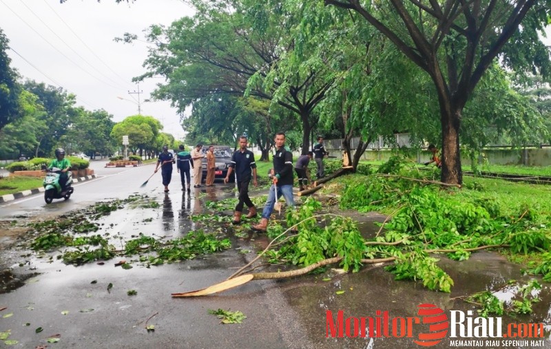 Dihantam Angin Ribut, Sejumlah Pohon Bertumbangan, DLH Dumai Lakukan Pembersihan