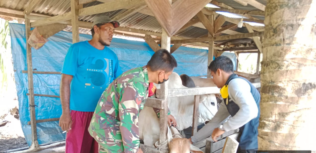 Cegah Penularan PMK, Babinsa Koramil 03/Sungai Sembilan Kawal Vaksinasi Hewan