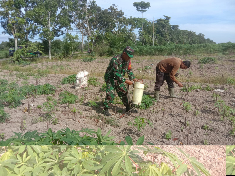 Serda Agustinus Dampingi Petani Ubi
