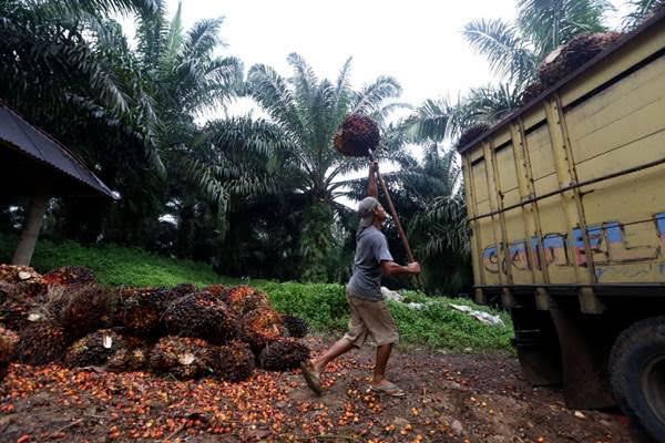 Akibat Corona, Beredar Informasi Pabrik Kelapa Sawit Tutup di Rohul