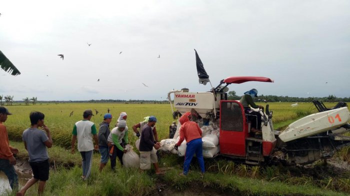 Faktor Cuaca dan Hama, Hasil Panen Padi di Siak Turun