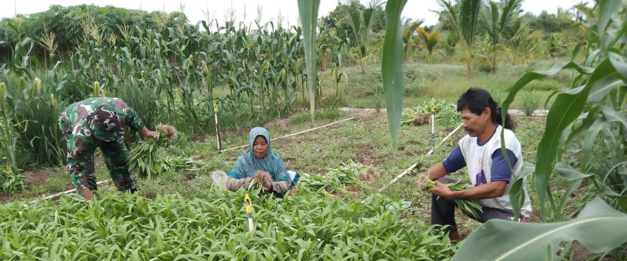 Serda Harmaini Dampingi Petani Kangkung