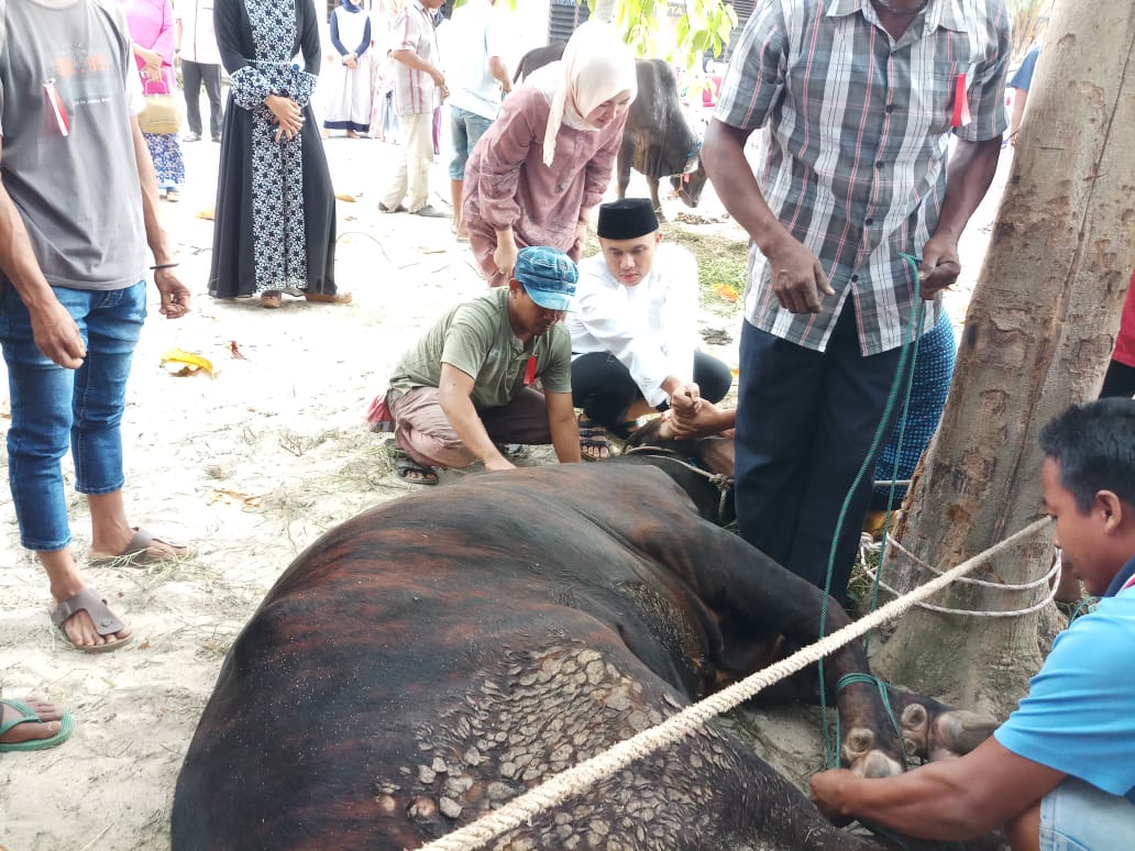 Polres Rohil Sembelih 18 Ekor Sapi Dan 4 Ekor Kambing, 1 Sapi Braman Seberat 500 Kg