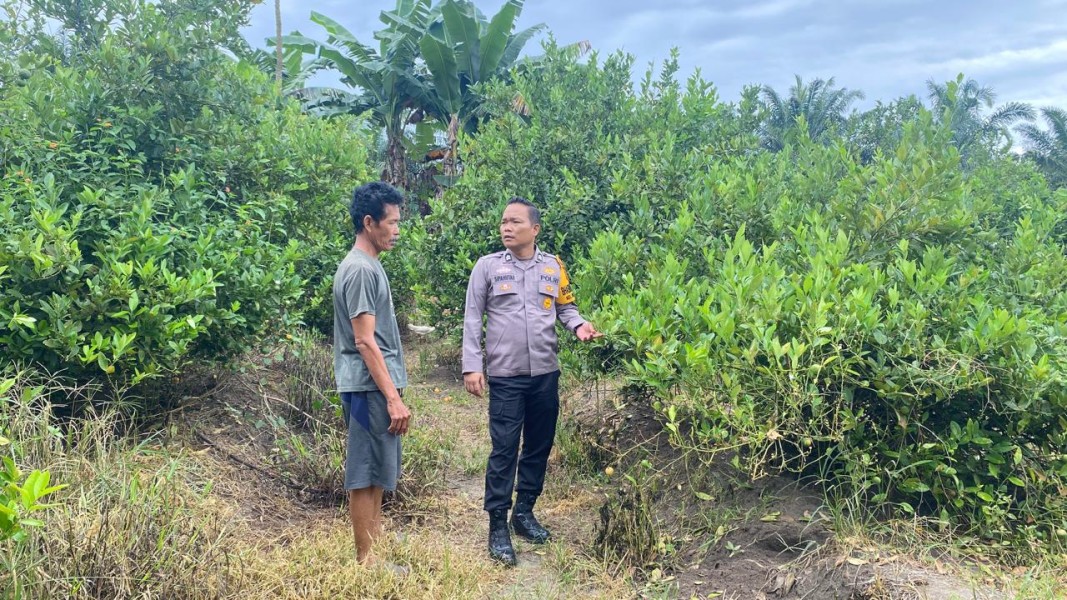 BRIPTU Irvan J. Sipahutar Sambangi Lahan Jeruk Nipis Warga, Ketahanan Pangan Jadi Prioritas