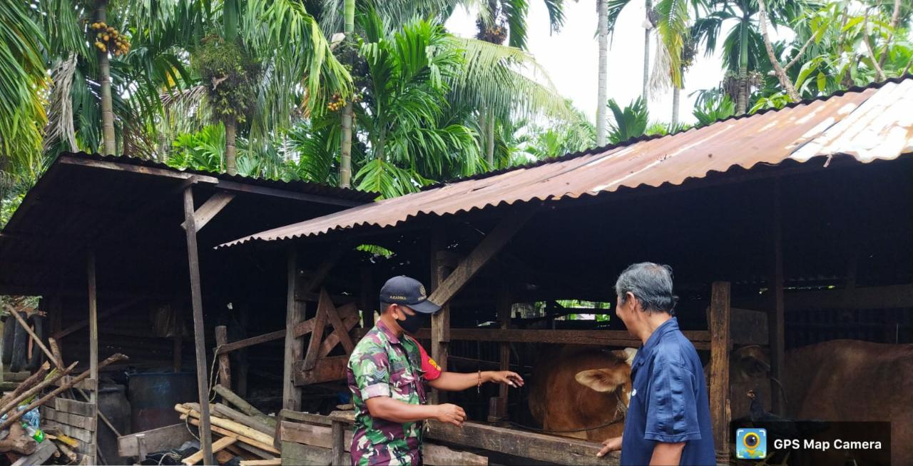 Pantau PMK, Sertu Abu Kasim Datangi Peternak