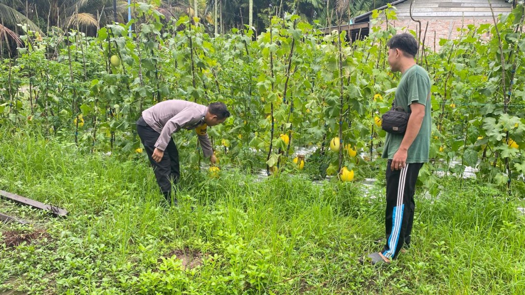 Dukung Ketahanan Pangan, Polisi dan Petani Bersinergi Kembangkan Budidaya Melon di Bukit Datuk