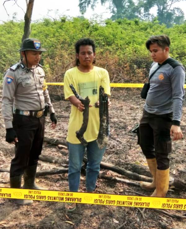 Bakar Lahan untuk Tanam Sawit, Polsek Pujud Tangkap Seorang Pelaku