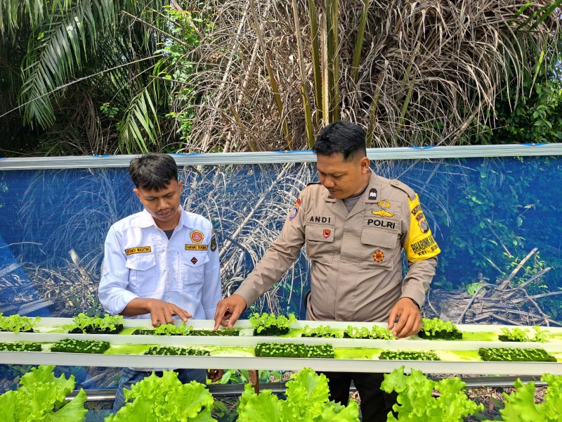 AIPTU Andi Hidayat Bersama Karang Taruna Optimalkan Lahan 20x20 Meter untuk Perkuat Ketahanan Pangan Nasional