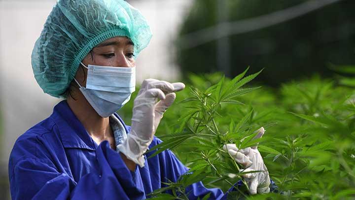 Thailand Hapus Ganja dari Daftar Obat Terlarang