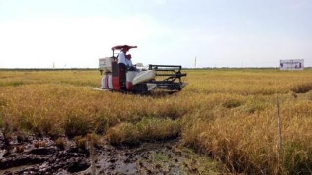 Panen Perdana di Kalsel, Bukti Padi Lahan Rawa Bisa Tingkatkan Produksi Pangan Nasional