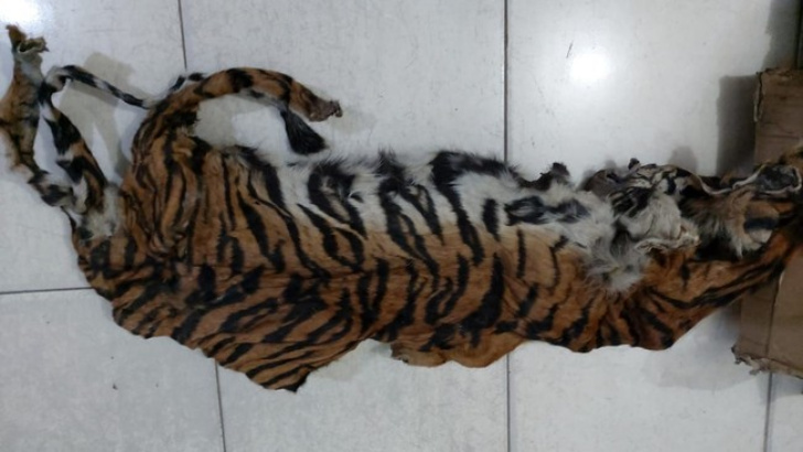Di Riau, Kulit Harimau Dijual Seharga Rp 25 Juta