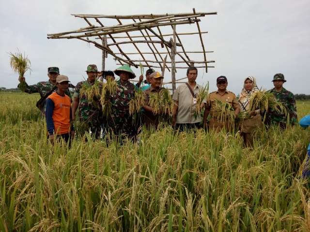 Kadis KPP Dumai dan Pasi Ter Kodim 0320/Dumai Panen Padi