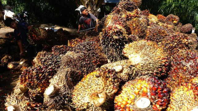 Harga TBS di Sumut Mulai Naik Pekan Ini, Berikut Rinciannya