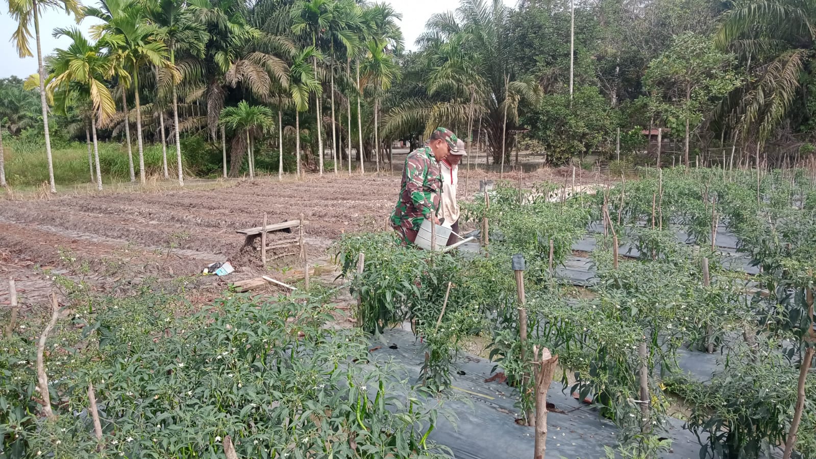 Sertu Ramli Laksanakan Giat Ketahanan Pangan