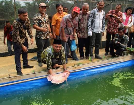 Bupati Labuhanbatu Tinjau Langsung Pemanfaatan Lahan Pekarangan di Desa Pangkatan