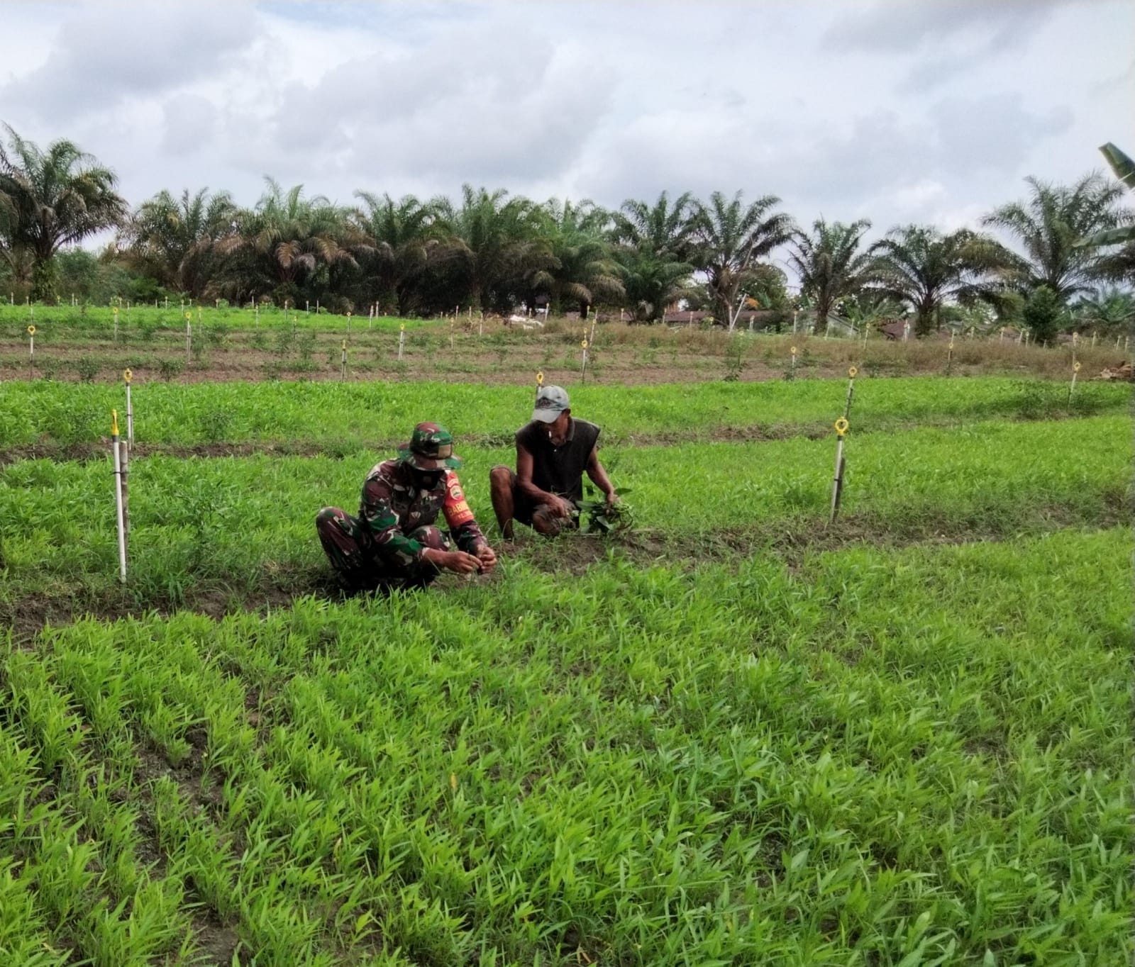 Sambangi Petani Kangkung, Sertu Sugianto Laksanakan Pendampingan