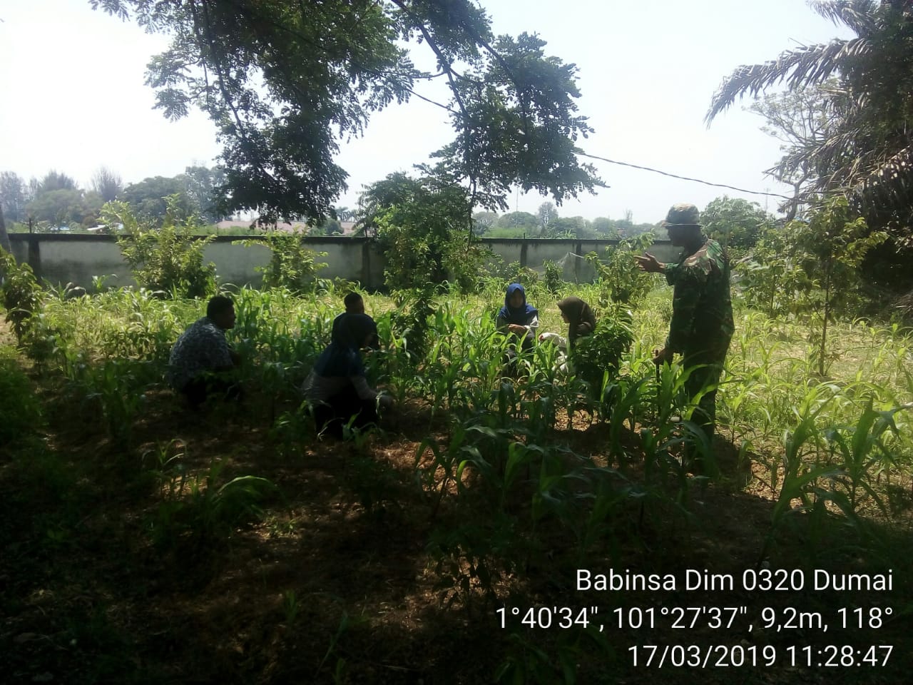 Kodim 0320/Dumai Kerjasama Dengan Poktan, Tanam Jagung