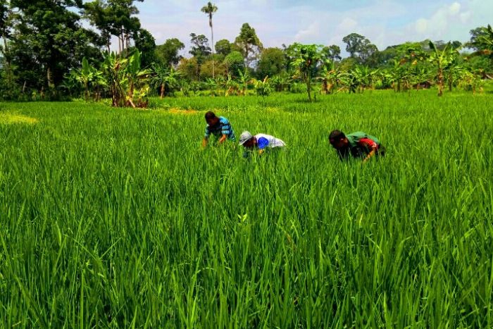 Babinsa Dampingi Petani Rimbo Hapar Lakukan Perawatan Padi