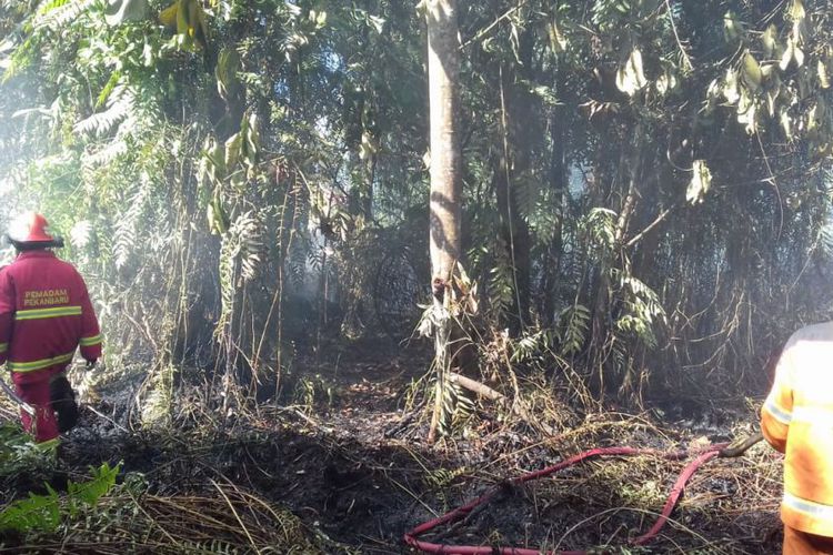 Belum Sepekan 2019, 41 Lahan di Riau Terbakar