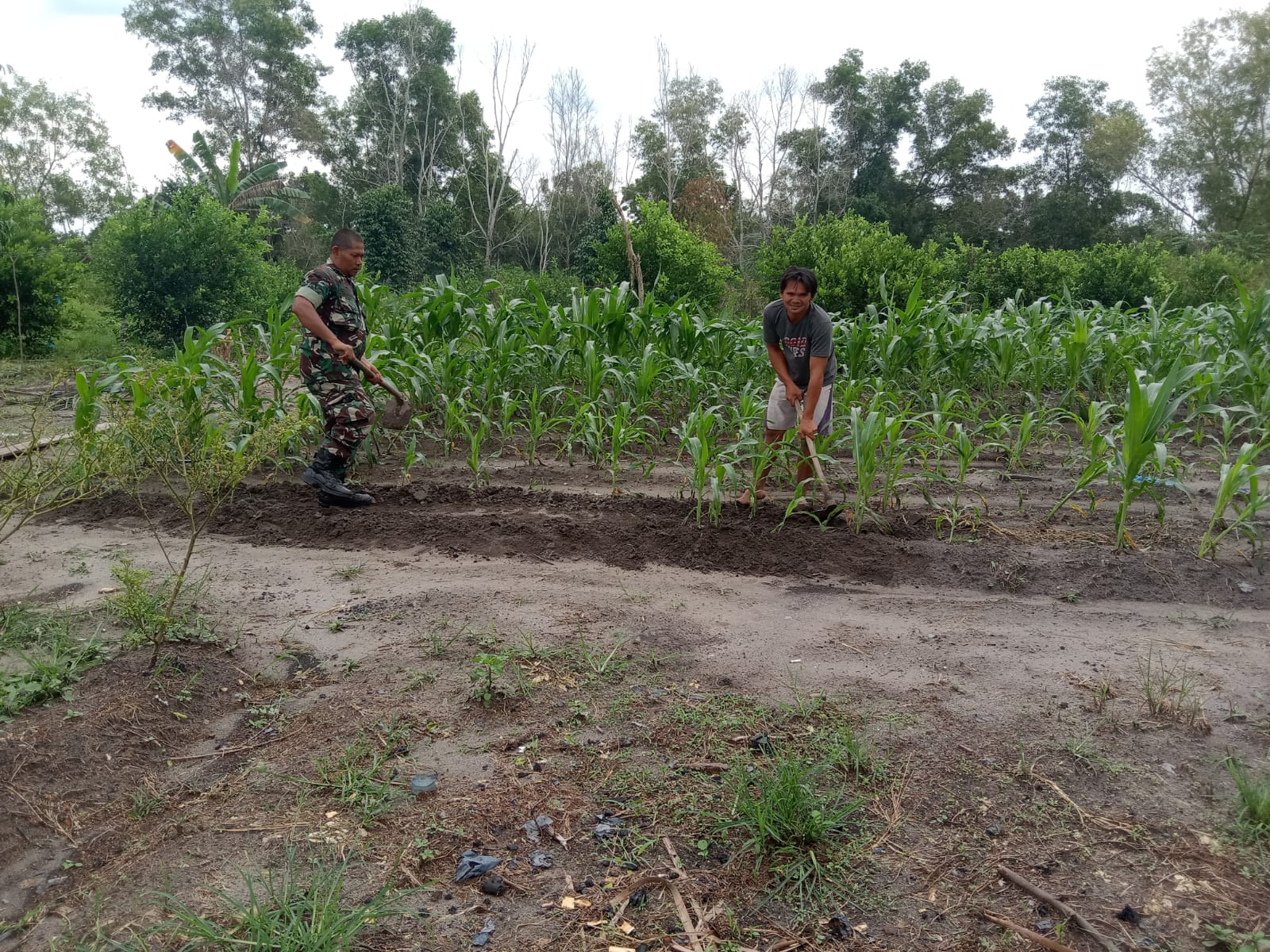 Serka Suandi Dampingi Petani Jagung dan Jeruk Nipis