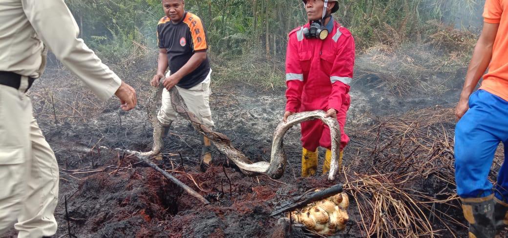 Akibat Karhutla, Ular Python Betina Mati Terpanggang Bersama Telornya