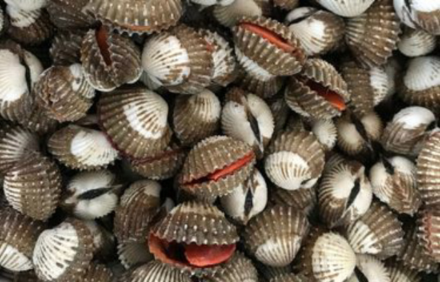 2 Cara Simpan Kerang Bercangkang di Dalam Freezer agar Tidak Bau