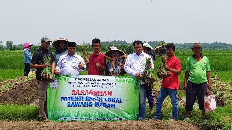 Hama Penyakit, Ketidakpastian Harga Sampai Premanisme dan Pungli Hantui Petani Bawang Brebes