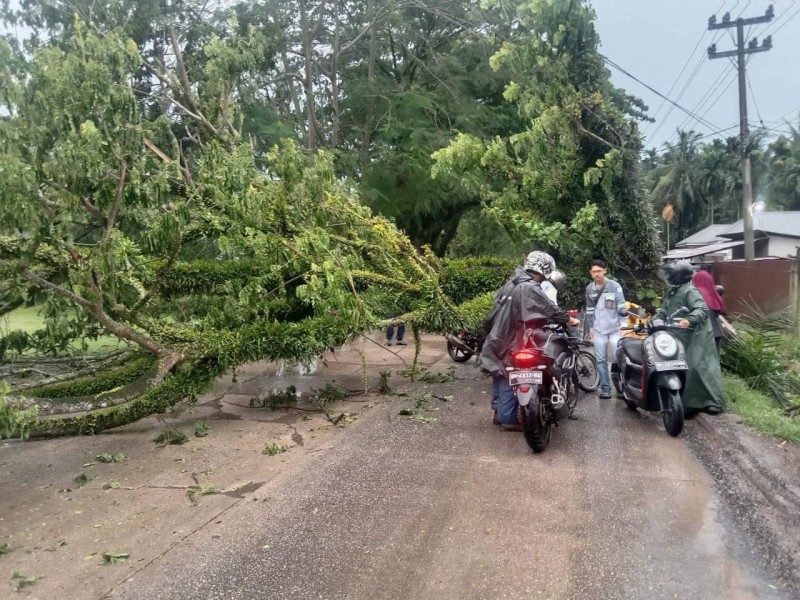Hujan Deras, Pohon Tumbang di Jalan Bangsal Aceh Timpa Pengendara Motor