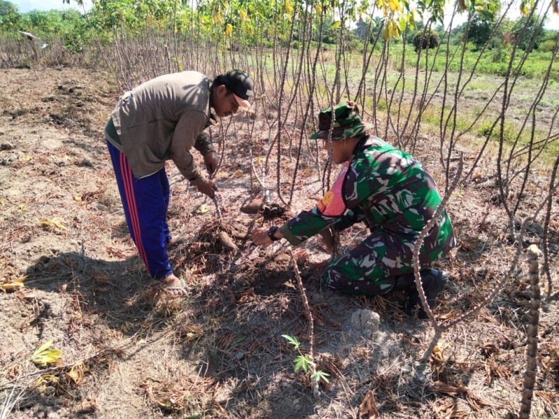 Sertu Sugianto Sampaikan Teknik Penanaman Ubi Kayu Yang Baik