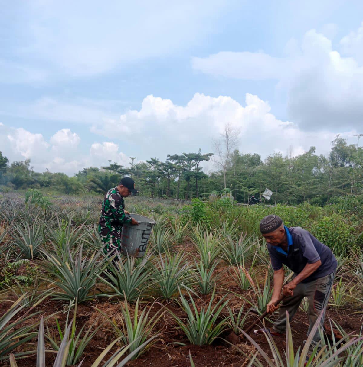 Sertu Mahyudin Dampingi Petani Nenas