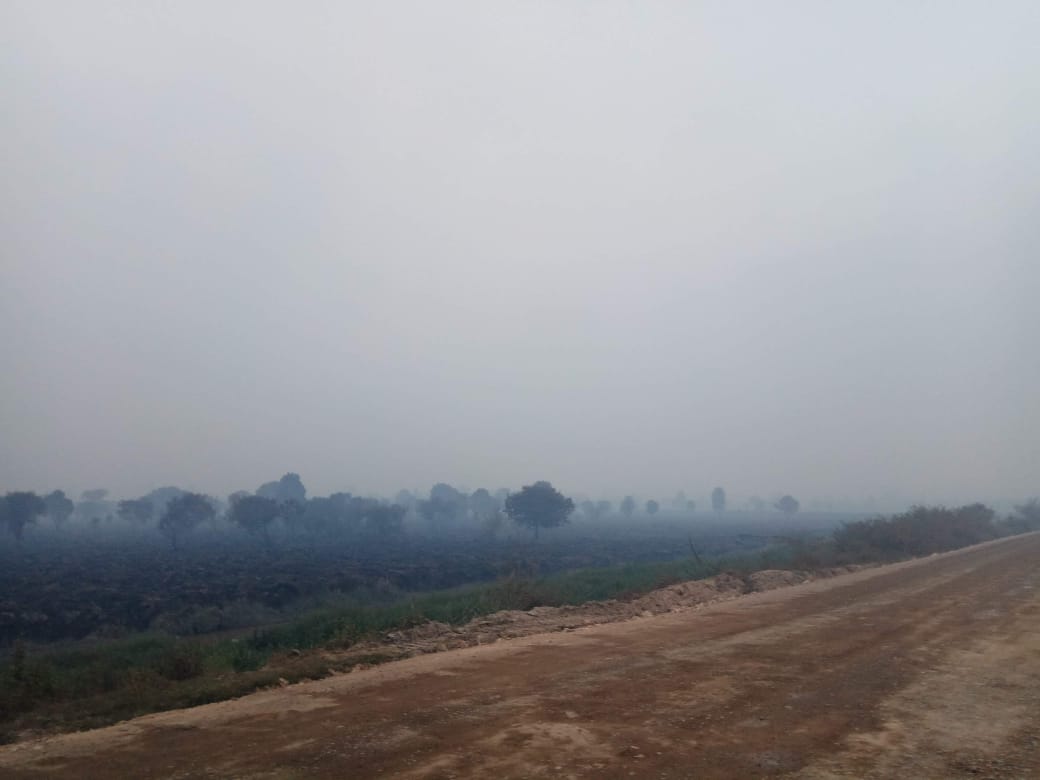 Pelalawan Berkabut Akibat Karhutla