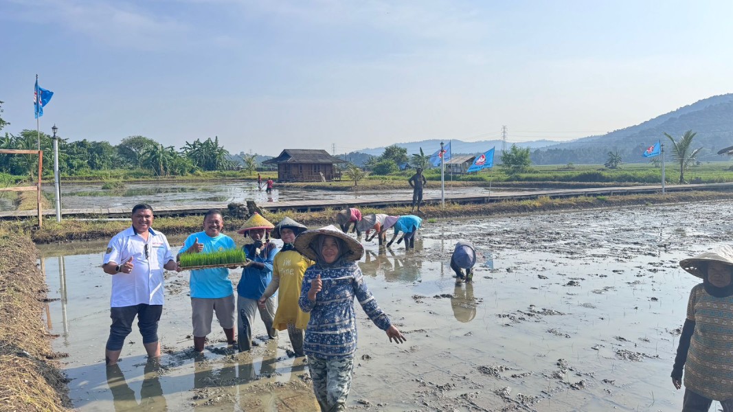 Wujudkan Ketahan Pangan, YBBN Gelar Giat Penanaman Benih Padi Unggul PS-08 di Hamparan Sawah Carita