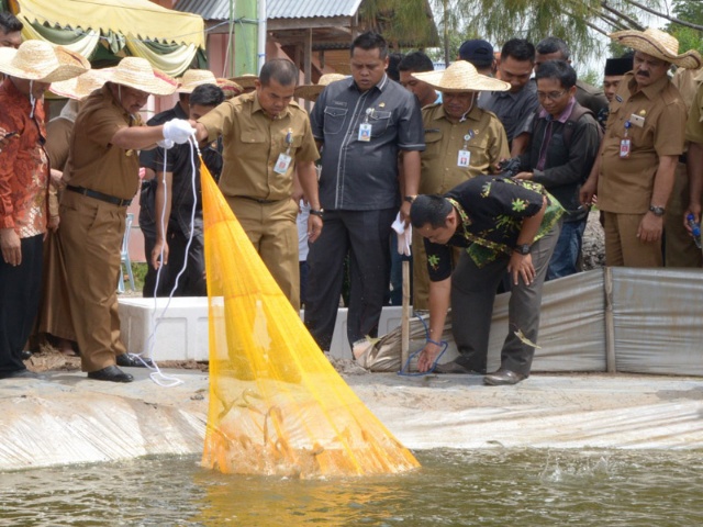 Bupati Amril Panen Perdana Udang Vanname di UPP Dinas Kelautan dan Perikanan