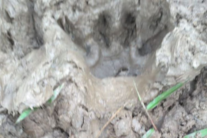 BBKSDA Riau Pasang Kamera Trap di Pulau Burung untuk Memantau Pergerakan Harimau