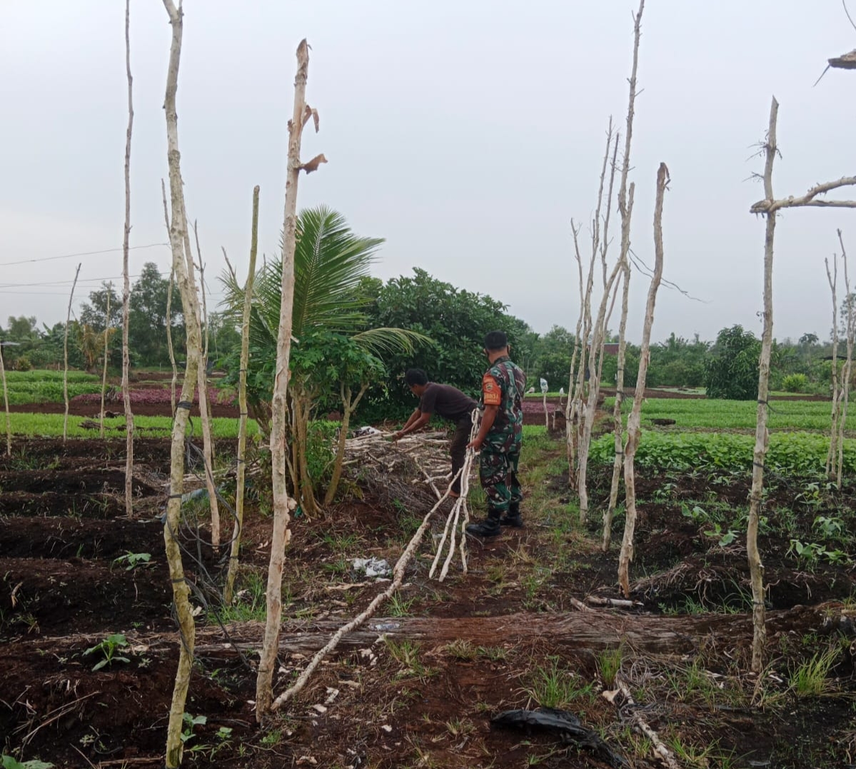 Pendampingan Karya Nyata, Sertu Mahyudin Gotong Royong Memasang Tiang Pancang