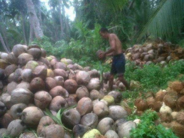 Miris, Harga Kelapa di Kuala Kampar Makin  Jatuh hingga Rp750 Per Butir
