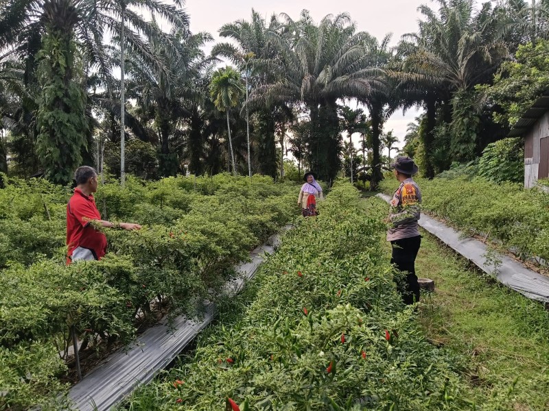 Bripka Edy Suryanto Turun ke Kebun Cabai, Ketahanan Pangan di Ratu Sima Kian Menguat