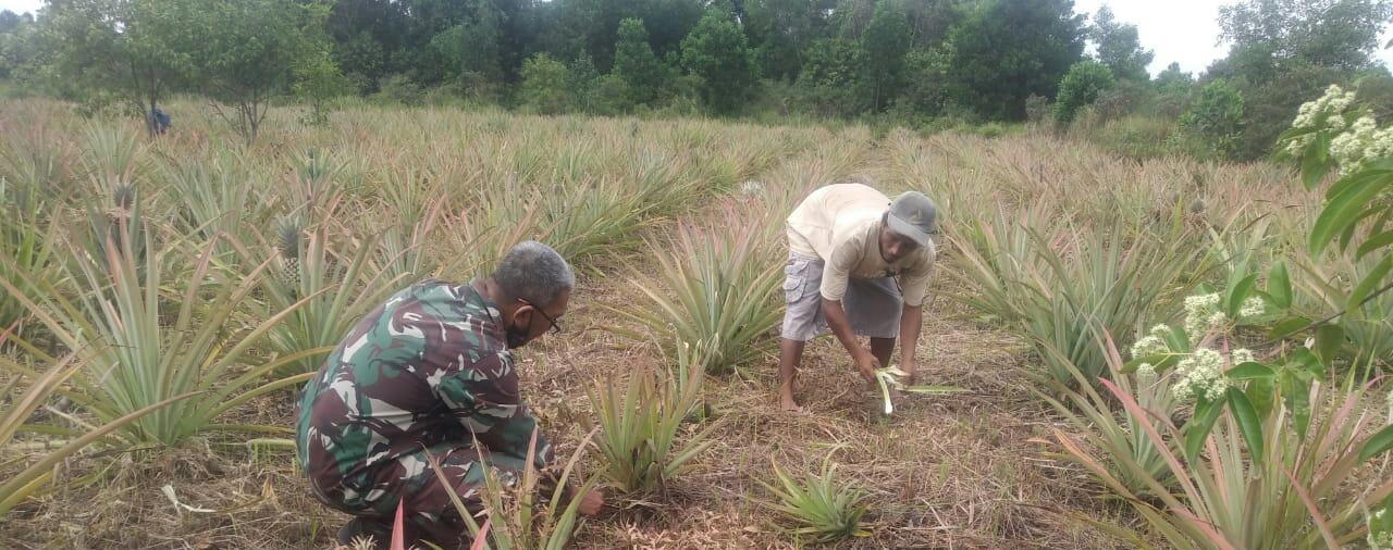 Peltu Wawan Dampingi Petani Nenas