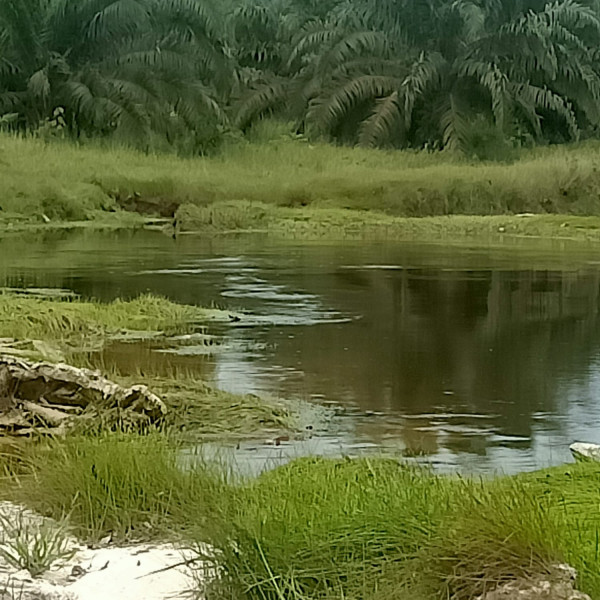 PT MUP Kebal Hukum, Tanam DAS dengan Kelapa Sawit
