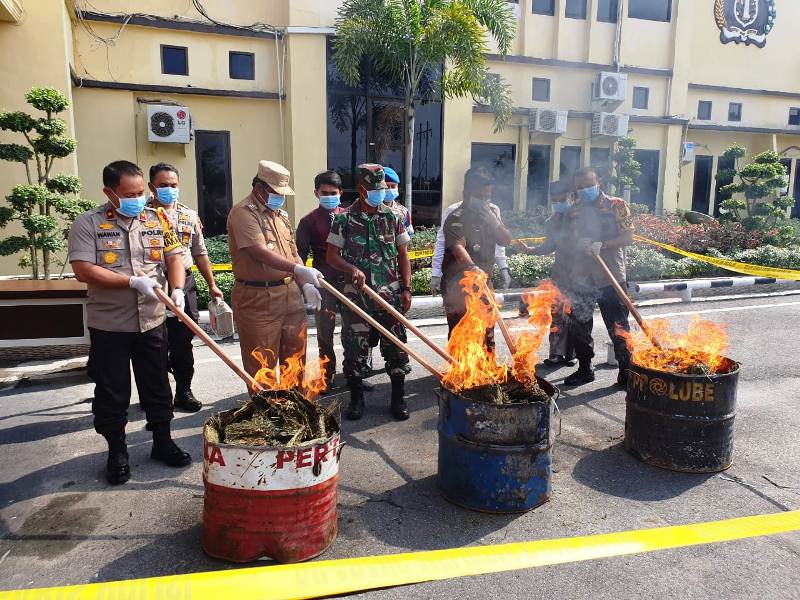 Polres Rohil Musnahkan Ganja Kering Seberat 41,89 Kilogram