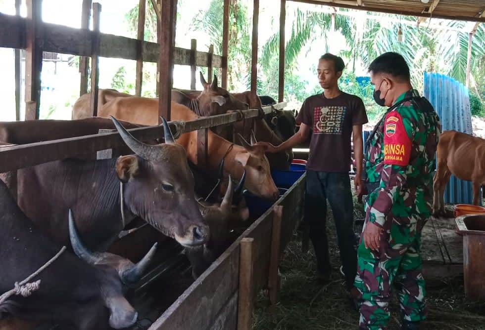Cegah PMK, Sertu Mahyudin Datangi Peternakan