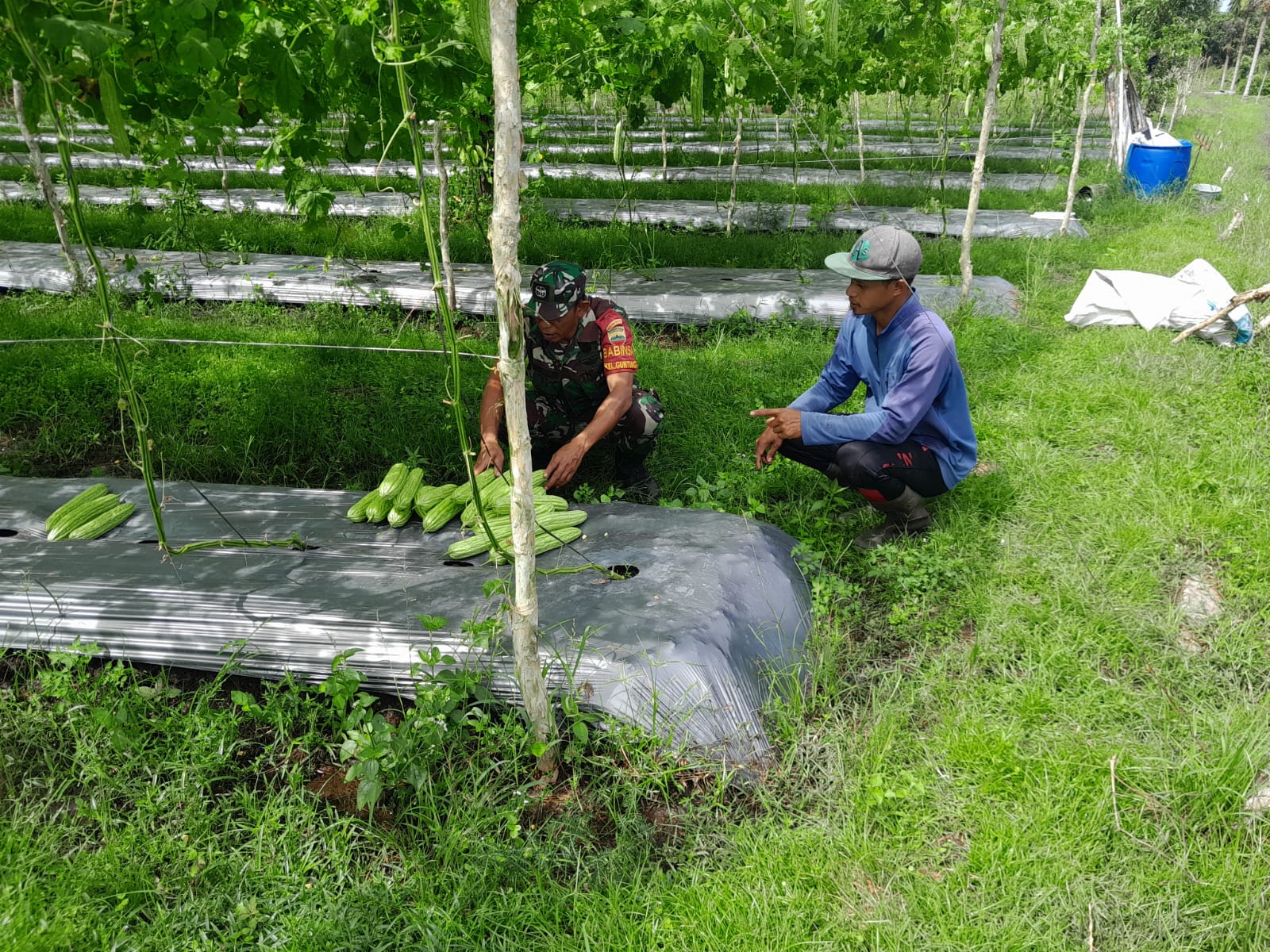 Cara Sertu Aslim Lubis Memaksimalkan Hasil Kebun Petani