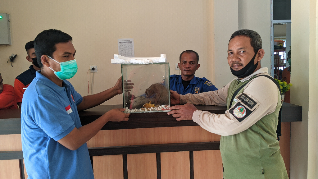 BPBD Dumai Serahkan Satu Ekor Kukang ke BKSDA