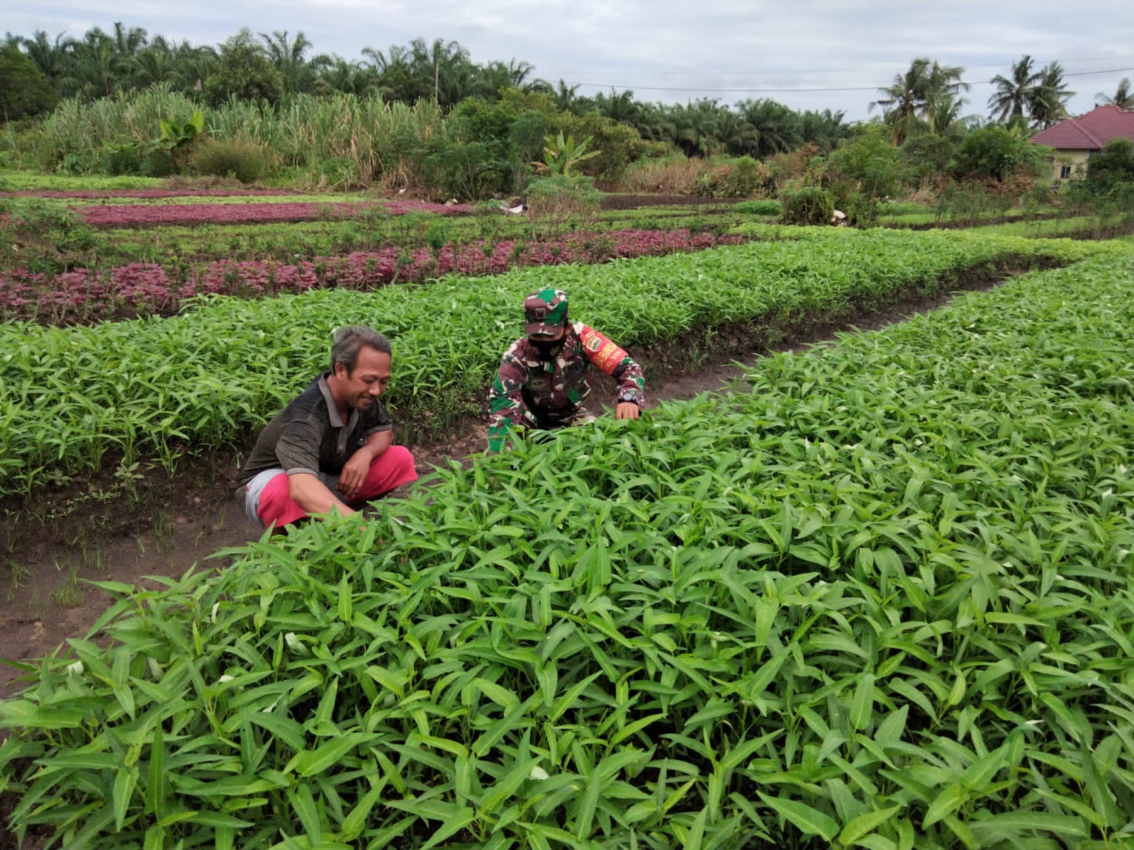 Babinsa STDI Dampingi Petani Kangkung